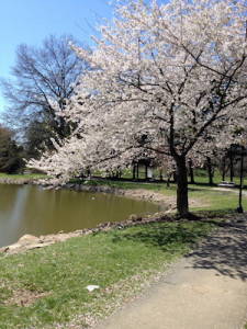 Culler Lake, Frederick, MD